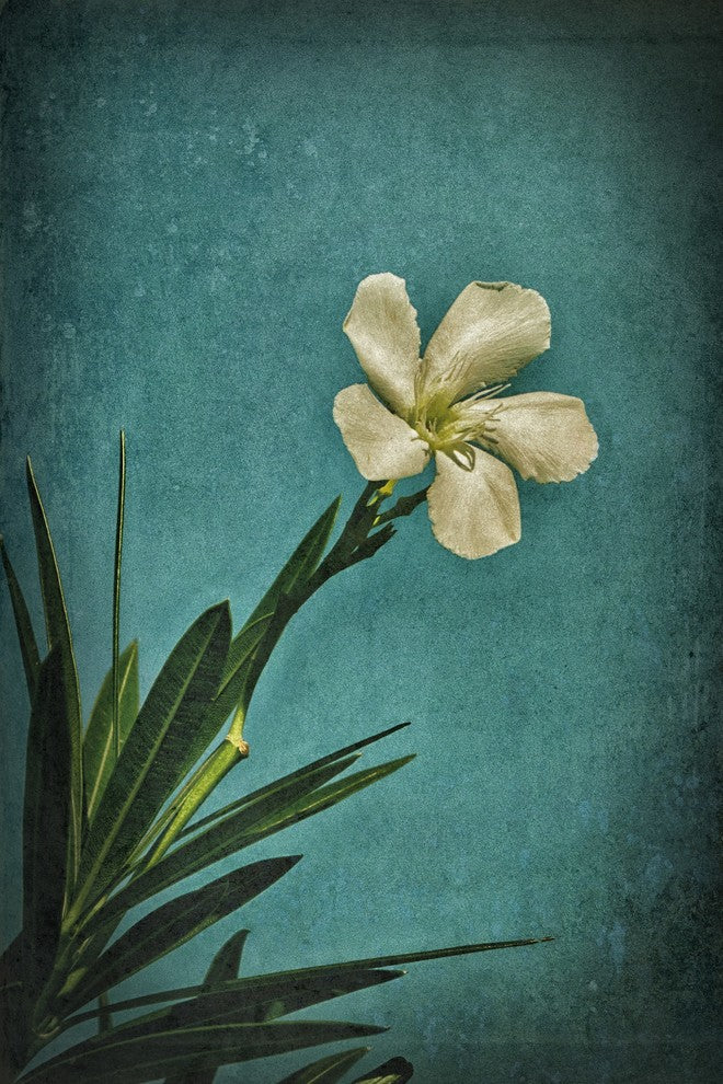 "White Flower Right" Painting Print on Wrapped Canvas, 30x45