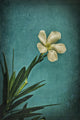 "White Flower Right" Painting Print on Wrapped Canvas, 30x45