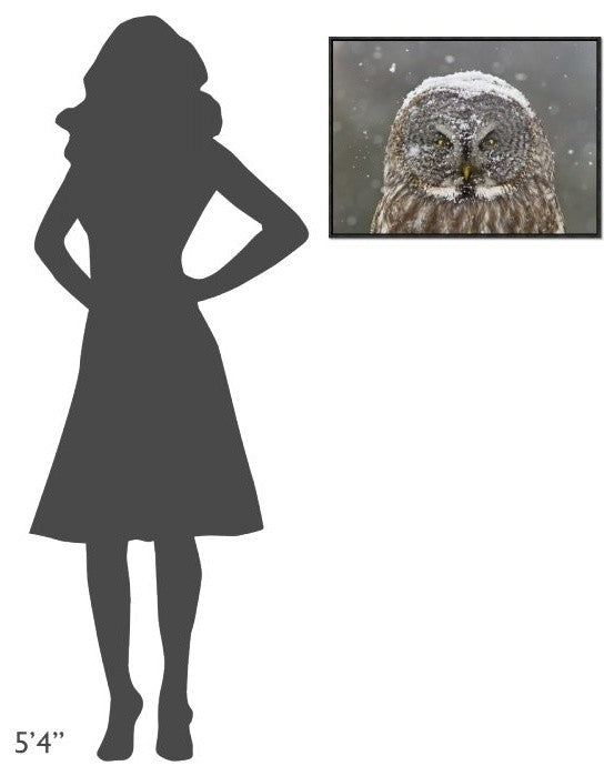 "Great Grey Owl Winter Portrait" Framed Canvas Giclee by Mircea Costina, 25x19"