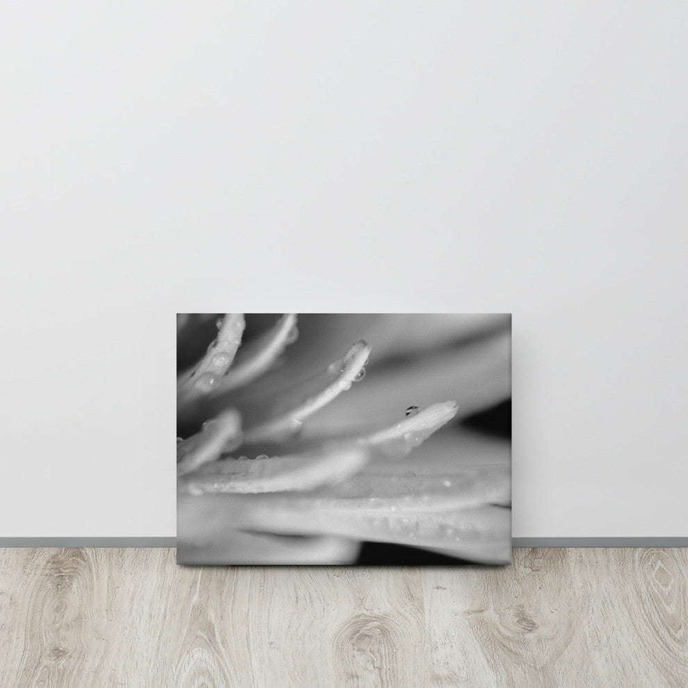 Droplets on Petals Floral Nature Photography Canvas Wall Art Print, 12" X 16"