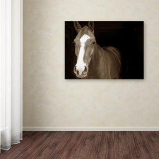 'Horse Portrait' Canvas Art by Preston