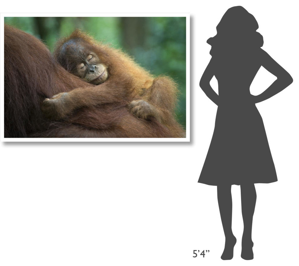 "Sumatran Orangutan baby sleeping on mother, north Sumatra" Paper Art, 50"x34"