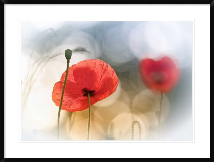"Morning Poppies" Framed Digital Print by Steve Moore, 38"x29"