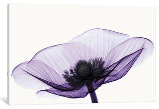 "Anemone II Gallery" by Robert Coop, 40x26x1.5"