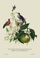 Humming Birds at The Brasils - Gallery Wrapped Canvas Art 28" x 42"