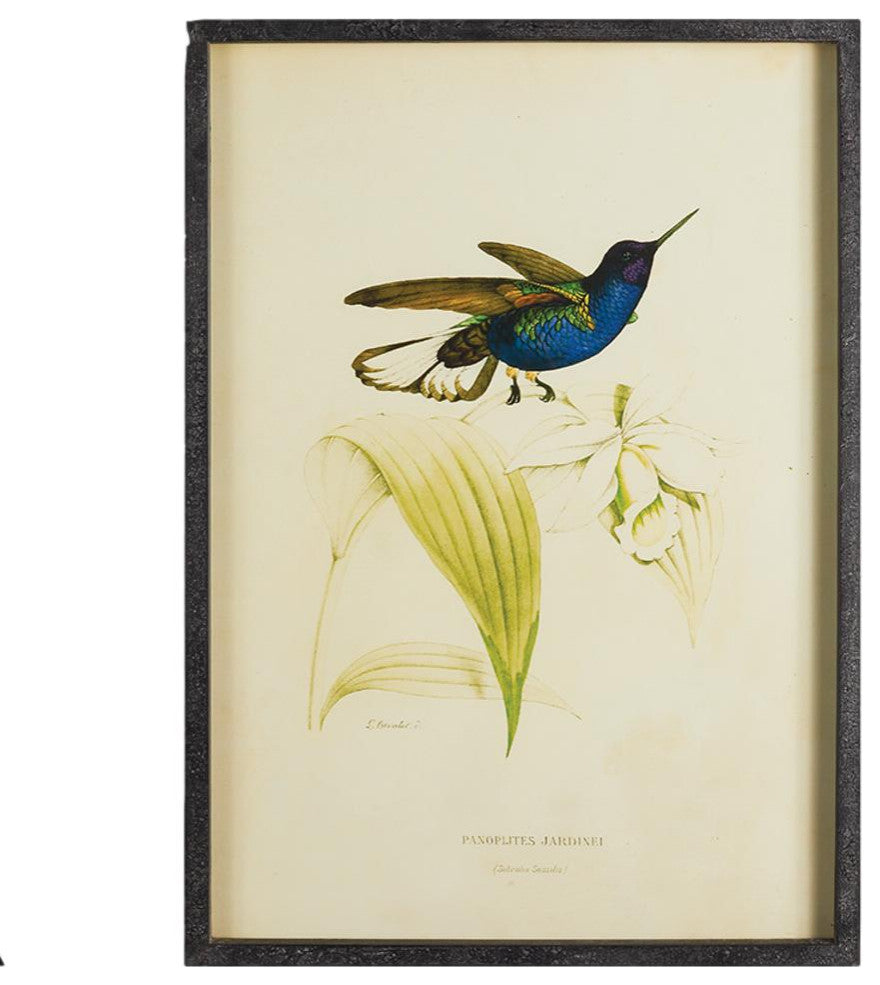 Set of 6 Vintage Style Hummingbird Prints Antique Look Blue Green Bird Botanical