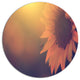 Vintage Photo Of Sunflower Close-Up, Flower Disc Metal Wall Art, 38"