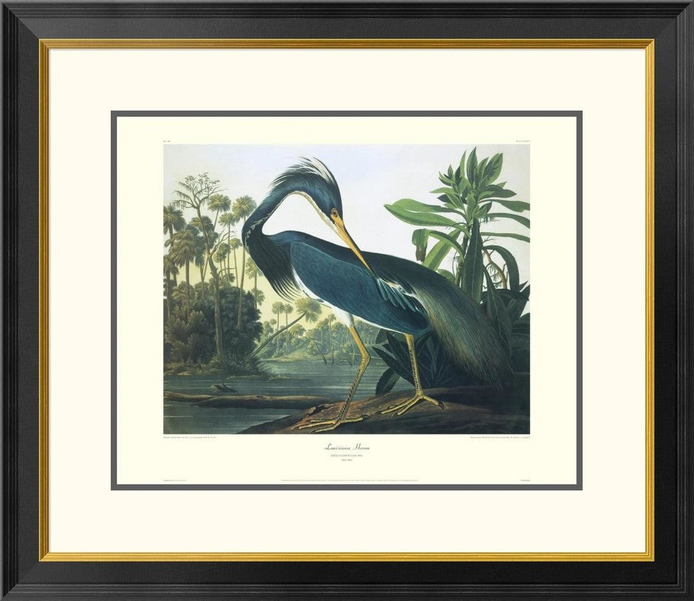 "Louisiana Heron (decorative border)"  by John James Audubon, 30x26"