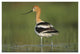 "American Avocet in breeding plumage wading, North America" Paper Art, 38"x26"