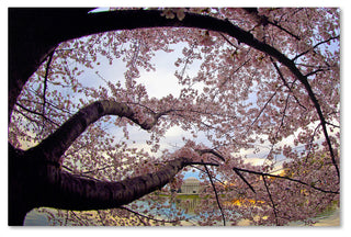 'Cherry Blossoms 2014-1' Canvas Art by CATeyes