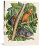 "Red-Bellied Squirrel" Stretched Canvas Giclee by John James Audubon, 23"x30"