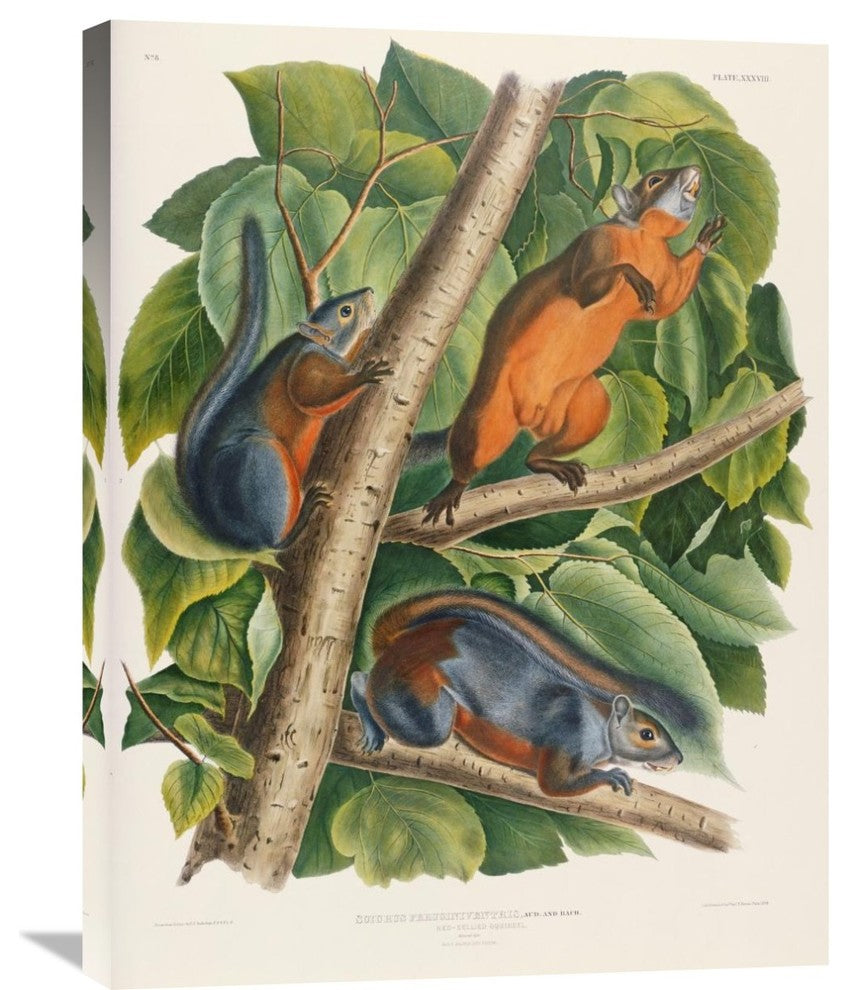 "Red-Bellied Squirrel" Stretched Canvas Giclee by John James Audubon, 23"x30"