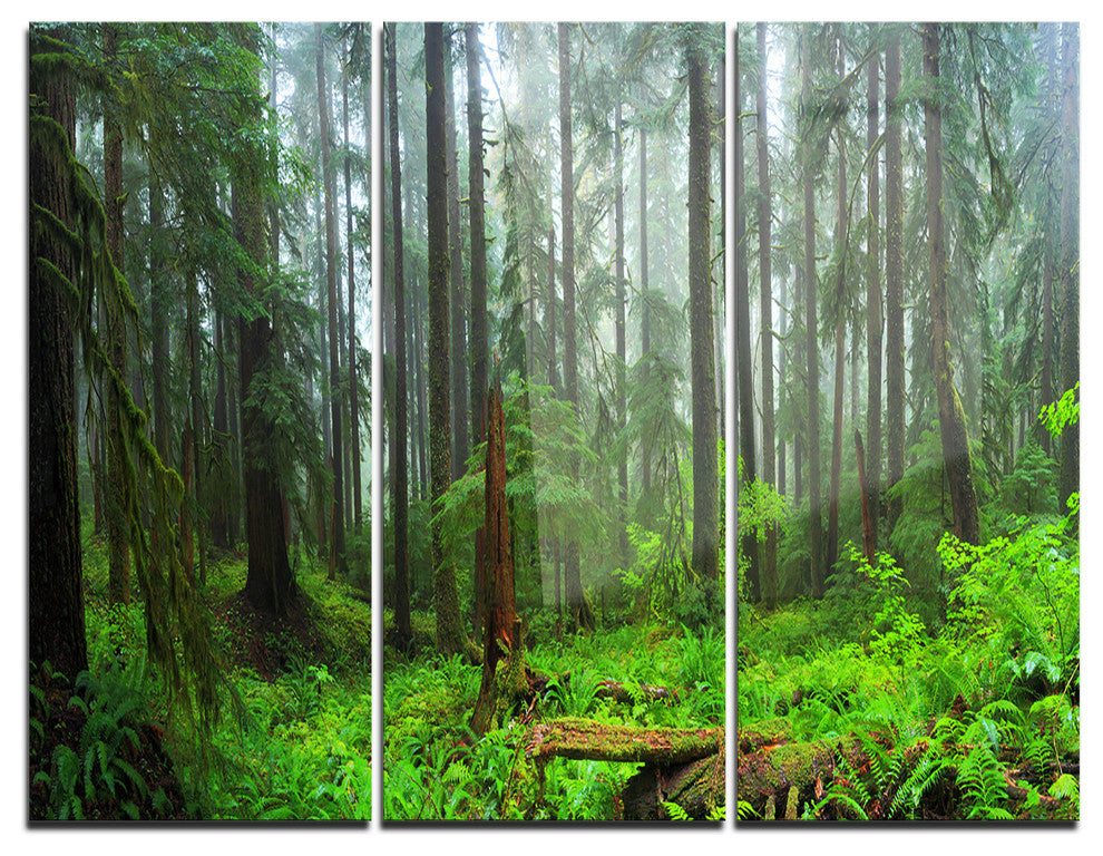 "Hoh Rain Forest" Photography Metal Wall Art, 3 Panels, 36"x28"