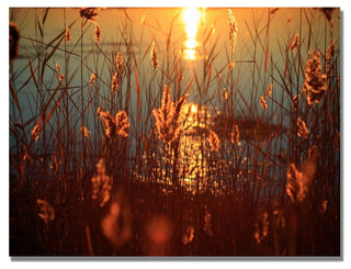 'Summer Nights' Canvas Art by Beata Czyzowska Young