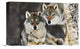 "Gray Wolf Pair In The Snow, Norway" Artwork, 18" x 12"