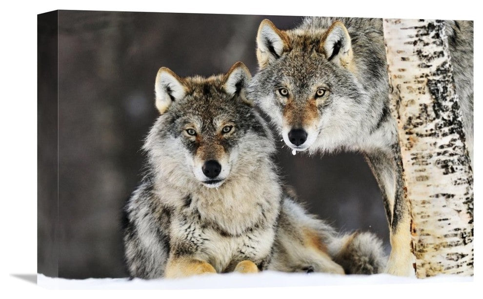 "Gray Wolf Pair In The Snow, Norway" Artwork, 18" x 12"
