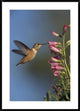 "Rufous Hummingbird feeding on flowers, New Mexico"  by Tim Fitzharris, 32x44"