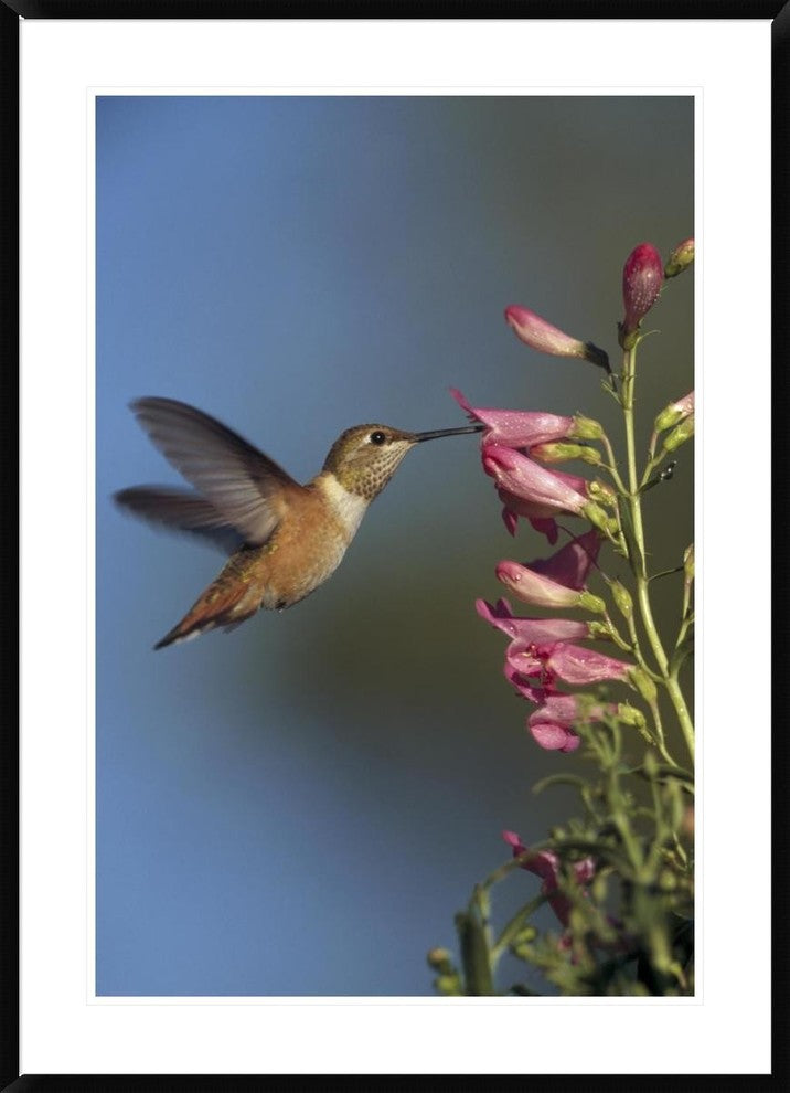 "Rufous Hummingbird feeding on flowers, New Mexico"  by Tim Fitzharris, 32x44"