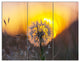 Stunning Dandelion View At Sunset, Floral Triptych Canvas Print, 36x28, 3 Panels