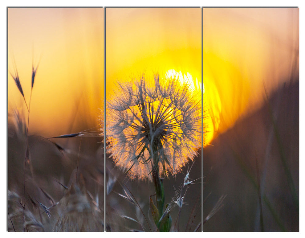 Stunning Dandelion View At Sunset, Floral Triptych Canvas Print, 36x28, 3 Panels