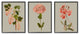 Vintage Pink Floral Clusters Spring Lilac Illustrations,3pc, each 11 x 14