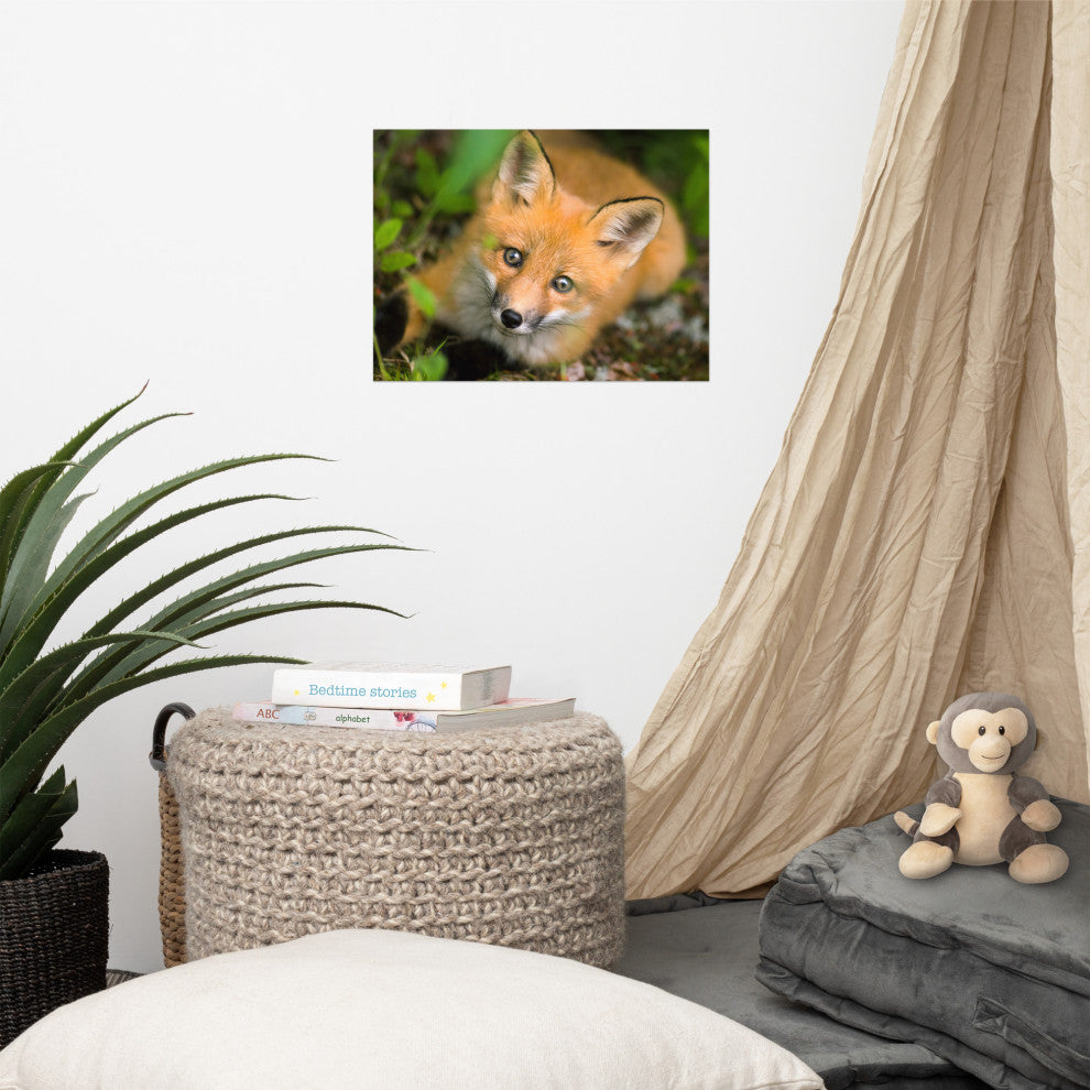 Young Red Fox Face Animal Wildlife Nature Photograph Loose Wall Art Print, 12" X 16"