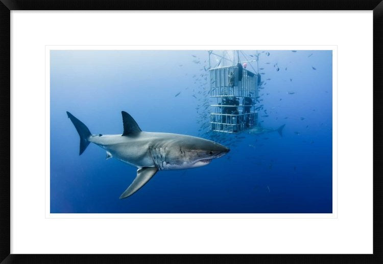 "Animals In Cage" Framed Digital Print by Davide Lopresti, 30"x20"