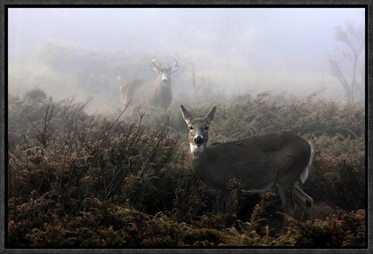 "The Rut In On White-Tailed Deer" Framed Canvas Giclee by Jim Cumming, 19x13"
