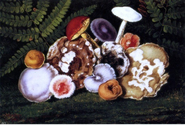 William Aiken Walker Mushrooms, 18"x27" Wall Decal Print