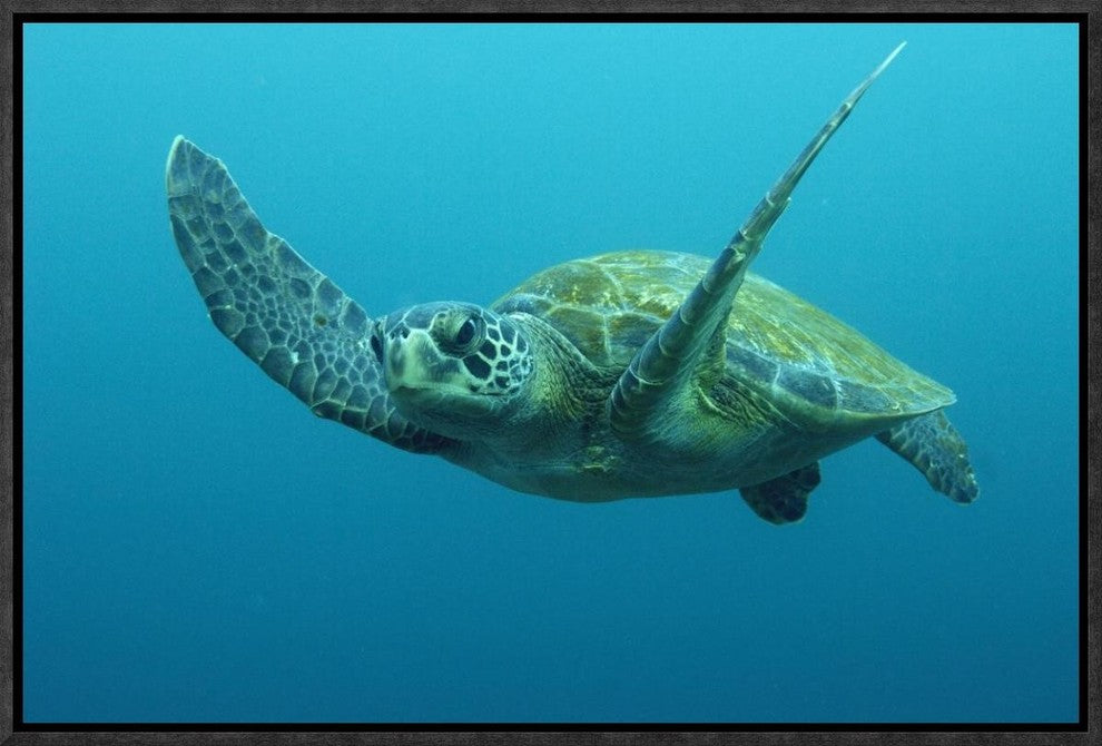 "Green Sea Turtle swimming, Galapagos Islands, Ecuador"  by Pete Oxford, 19x13"