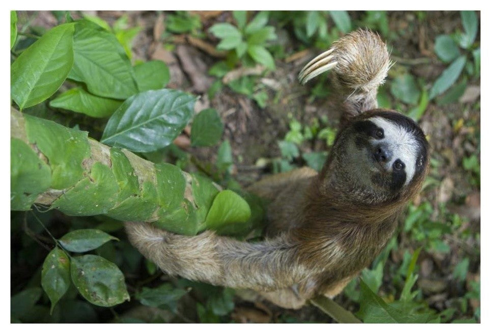 "Brown-throated Sloth climbing, Aviarios Sloth Sanctuary" Paper Art, 26"x18"