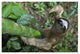 "Brown-throated Sloth climbing, Aviarios Sloth Sanctuary" Paper Art, 26"x18"