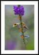 "Red-eyed Tree Frog climbing on flower, Costa Rica"  by Tim Fitzharris, 32x44"