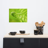 Fern Curl Nature Photography, Botanical Unframed Wall Art Print, 12" X 16"