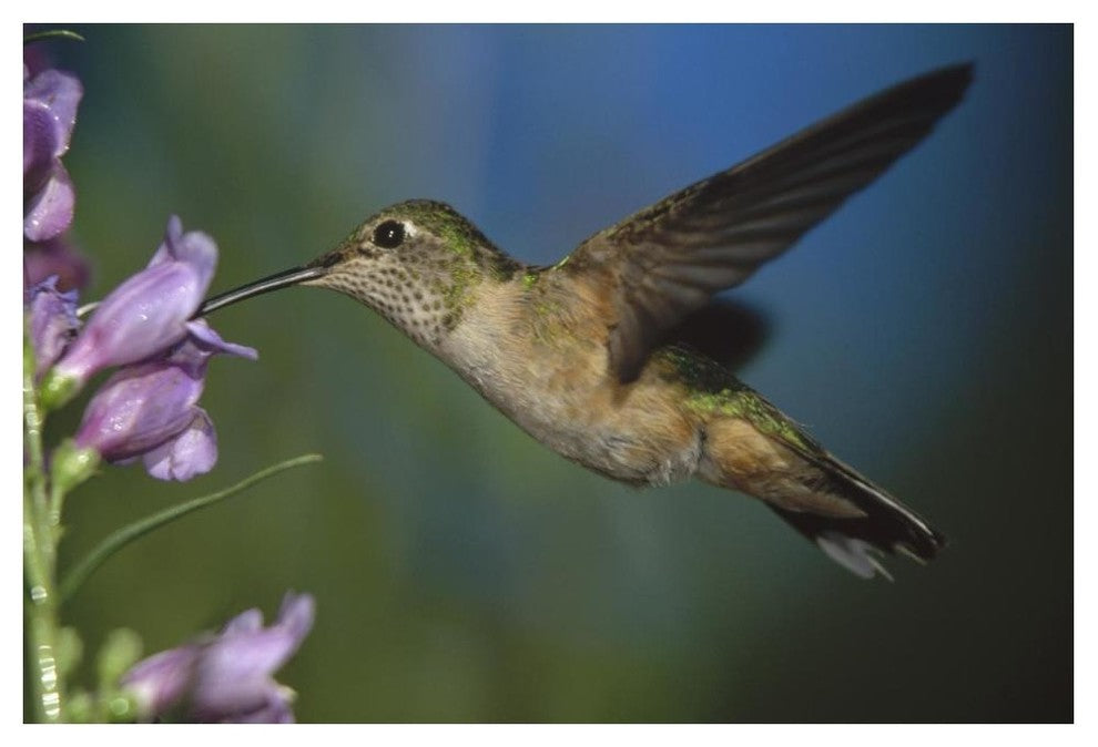 "Broad-tailed Hummingbird feeding on nectar" Paper Art, 50"x34"