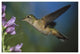 "Broad-tailed Hummingbird feeding on nectar" Paper Art, 50"x34"