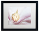 Pierre Leclerc 'Soft Magnolia' Matted Framed Art, Black Frame, White, 20x16