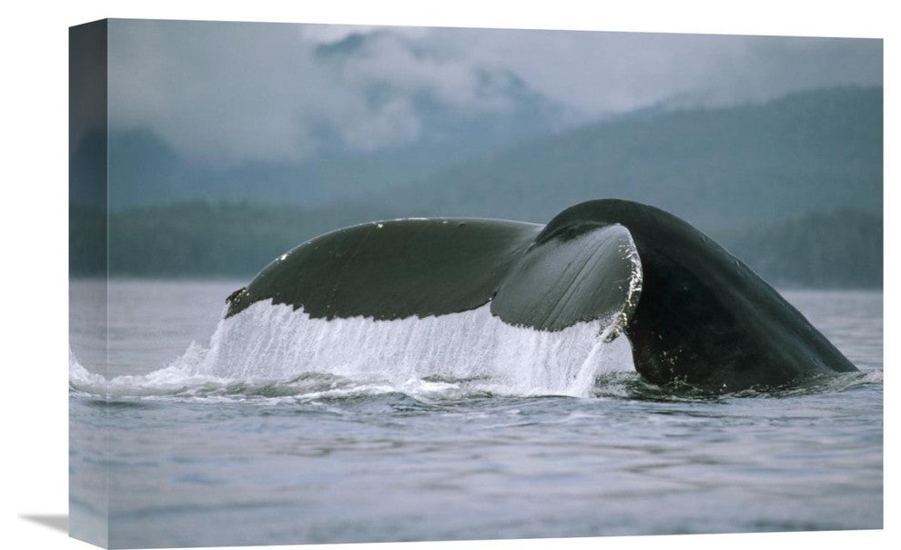 "Humpback Whale Tail, Alaska" Artwork, 18" x 12"