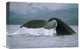 "Humpback Whale Tail, Alaska" Artwork, 18" x 12"