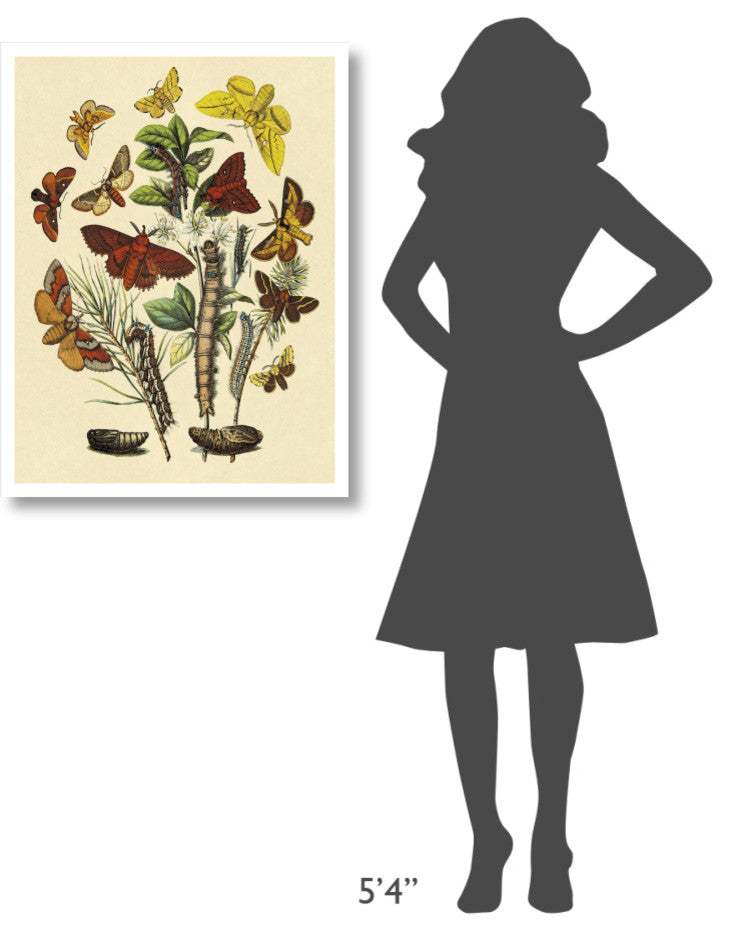 "Moths: G. Quercifolia, L. Potatoria, et al." Print by W. F. Kirby, 26"x34"