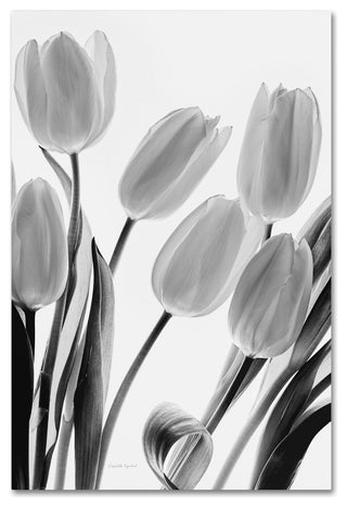 "Shadows and Light I" by Elizabeth Urquhart, Canvas Art, 16"x24"