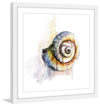 "Snail Shell" Framed Print by Rachel Byler