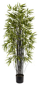 5' Black Bamboo Tree