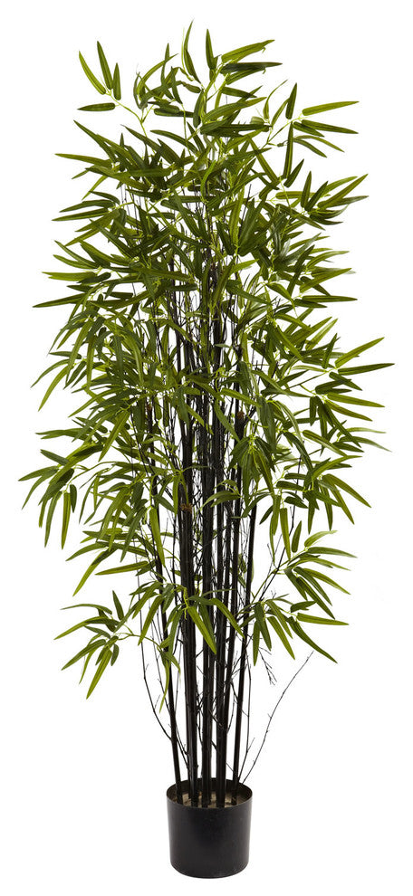 5' Black Bamboo Tree