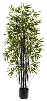 5' Black Bamboo Tree
