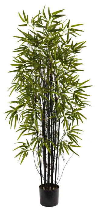 5' Black Bamboo Tree