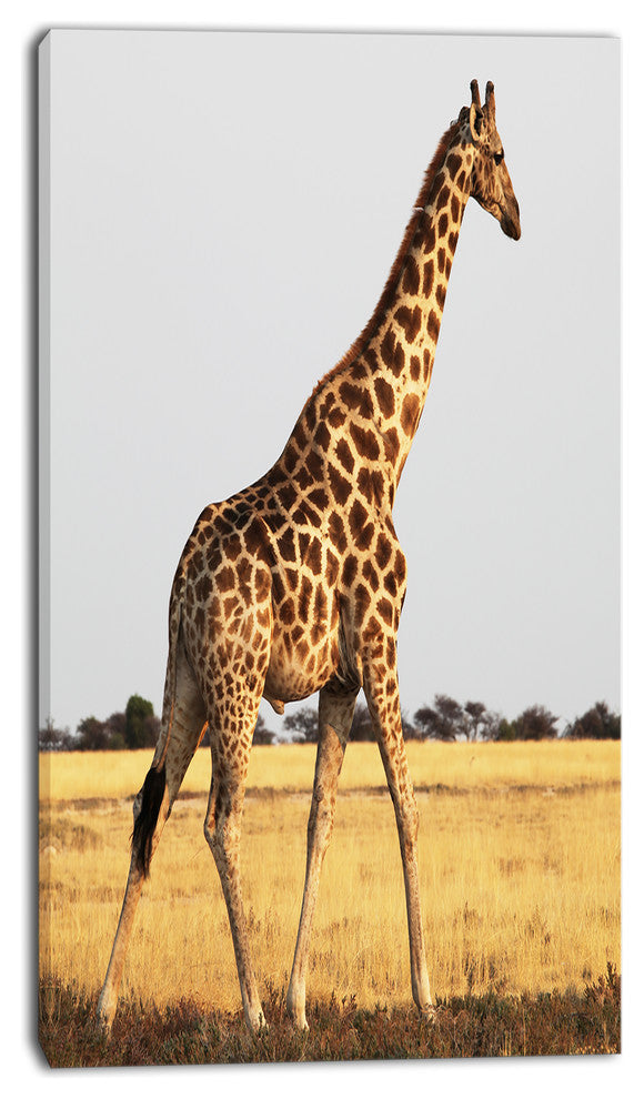 Single Giraffe in Africa Walking, African Canvas Art Print, 16"x32"