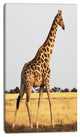 Single Giraffe in Africa Walking, African Canvas Art Print, 16"x32"