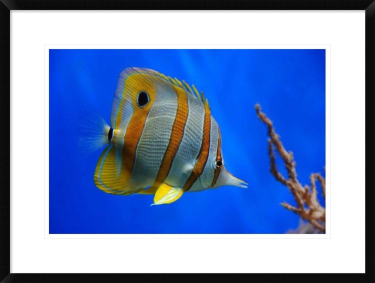 "Tropical Beauty" Framed Digital Print by Jan Lykke, 30x22"