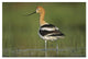 "American Avocet in breeding plumage wading, North America" Paper Art, 32"x22"